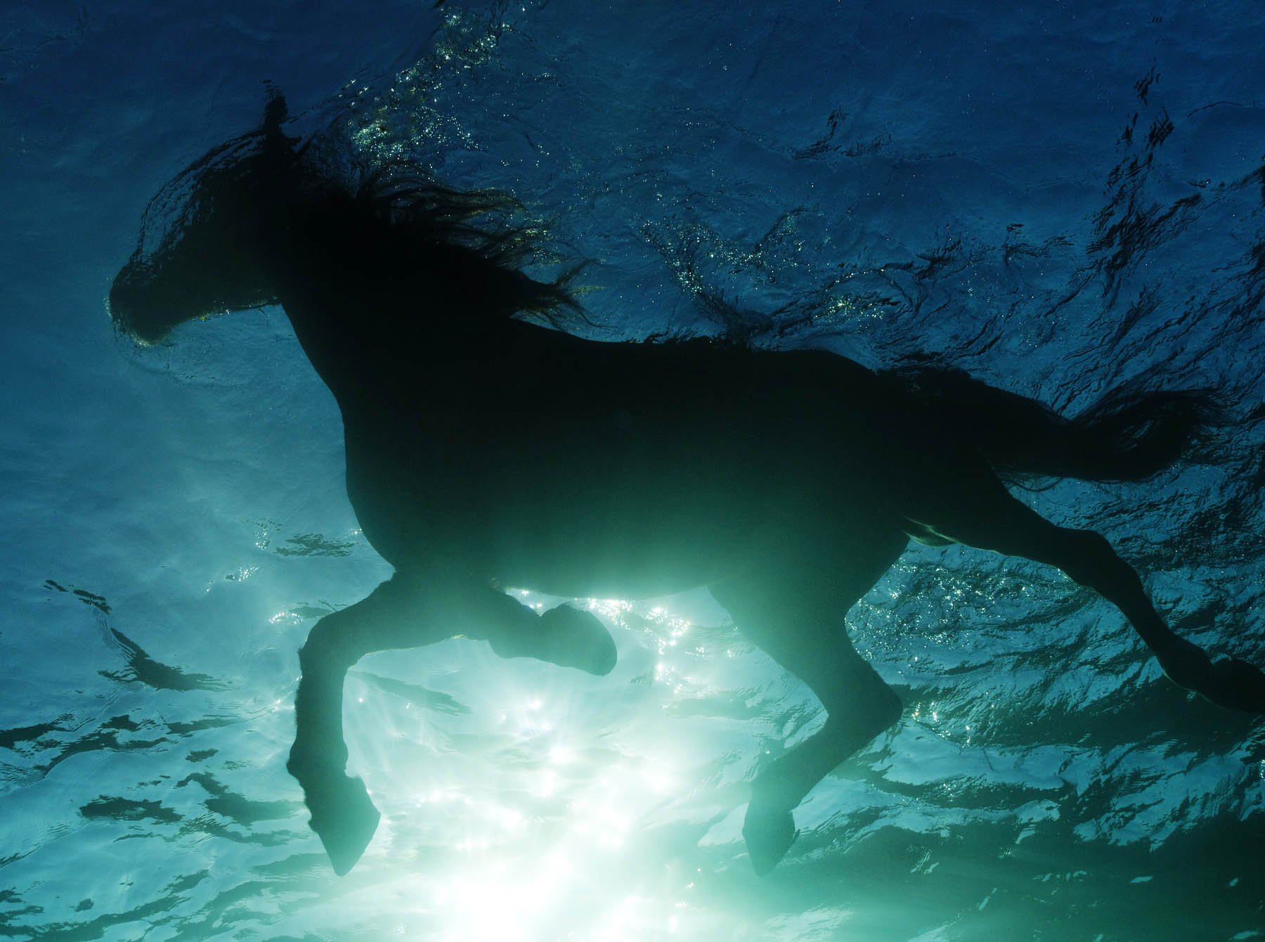 Horse Swimming, Malta