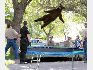 Yeah, when we get bored we take the bear out to play on the trampoline, and you? (Photo thanks to Andy Duann)
