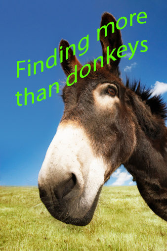 looking for donkeys